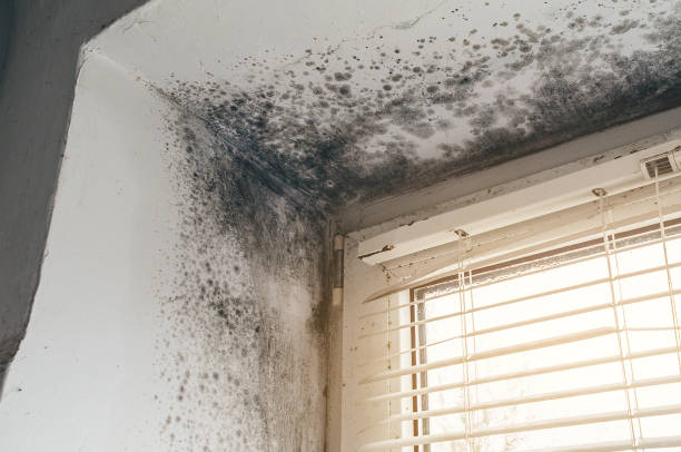 Affordable Mold Removal solutions in Warrington, PA